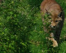 自然纪录片《BBC自然界：铁幕下的生机 Iron Curtain: Ribbon of Life》下载-零三纪录片资源网