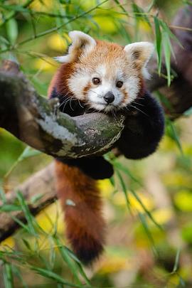 自然纪录片《小熊猫:世界上最可爱的动物 Red Panda: World's Cutest Animal》下载-零三纪录片资源网