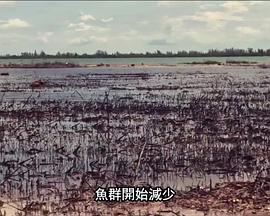 自然纪录片《国家地理：21世纪鲨鱼 National Geographic 21st Century Shark》下载-零三纪录片资源网