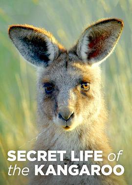 自然纪录片《袋鼠的秘密生活 第一季 Secret Life of the Kangaroo Season 1》下载-零三纪录片资源网