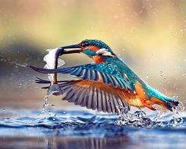 生命之轮 Life Cycles的海报