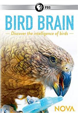揭秘鸟类大脑 Bird Brain的海报