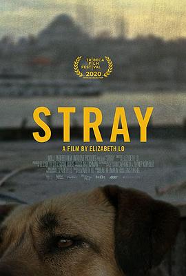 在迷途 Stray的海报