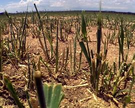 自然纪录片《国家地理 袋鼠骚动 National Geographic Kangaroo Kaos》下载-零三纪录片资源网