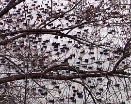 自然纪录片《国家地理：美国国鸟.白头海雕传奇 National.Geographic.American.Eagle》下载-零三纪录片资源网