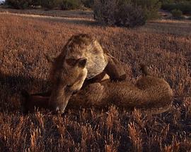 自然纪录片《史前掠食动物 Prehistoric Predators》下载-零三纪录片资源网