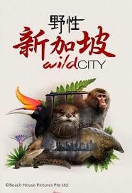 自然纪录片《野性新加坡 Wild City》下载-零三纪录片资源网
