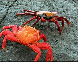 工艺技术纪录片《完全机械手册 How Machines Work》下载-零三纪录片资源网