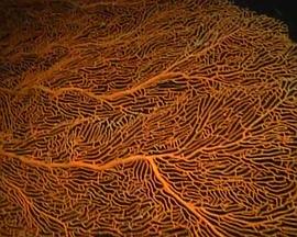 大堡礁 Australia's Great Barrier Reef的海报