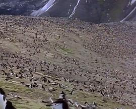 自然纪录片《国家地理：南极冰原 Antarctic Wildlife Adventure》下载-零三纪录片资源网