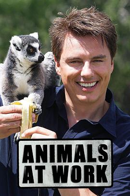 自然纪录片《动物打工记 Animals at Work》下载-零三纪录片资源网