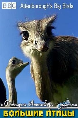 大鸟 Natural World: Attenborough’s Big Birds的海报
