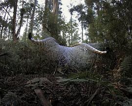 大卫·爱登堡:歌声奇迹 第一季 Attenborough's Wonder of Song Season 1的海报