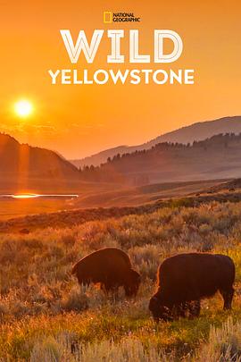 纪录片《野性黄石公园 Wild Yellowstone》下载-零三纪录片资源网