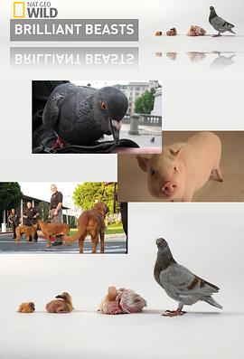 自然纪录片《国家地理.动物天才.狗 National Geographic Brilliant Beasts Dog Genius》下载-零三纪录片资源网