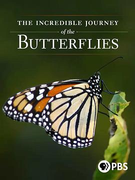 自然纪录片《蝴蝶的神奇之旅 The Incredible Journey of the Butterflies》下载-零三纪录片资源网