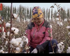 社会生活纪录片《采棉时节》下载-零三纪录片资源网