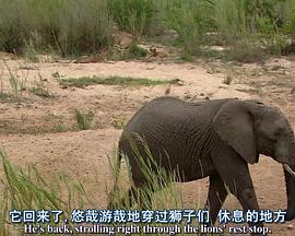 自然纪录片《探索频道： 非洲超级七兽 Africa's Super Seven (Discovery)》下载-零三纪录片资源网