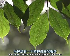 自然纪录片《自然世界：蚂蚁攻击 Natural World: Ant Attack》下载-零三纪录片资源网