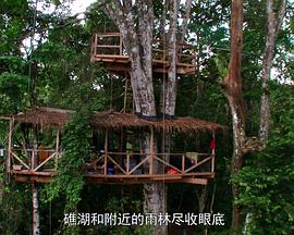 树冠上的生活 Life in the canopy的海报