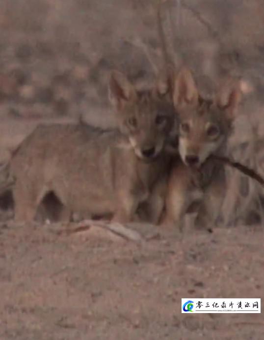 自然纪录片《沙漠生存者：阿拉伯狼 Desert Survivors: The Arabian Wolf》下载-零三纪录片资源网