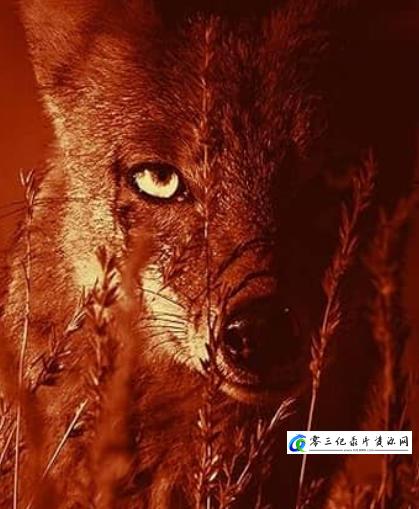 自然纪录片《野生世界 Wild Ones》下载-零三纪录片资源网