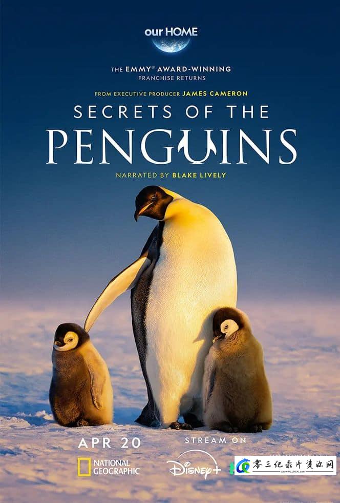 企鹅之谜 Secrets of the Penguins的海报
