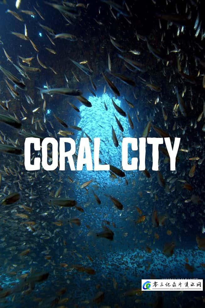 自然纪录片《珊瑚之城 Coral City》下载-零三纪录片资源网