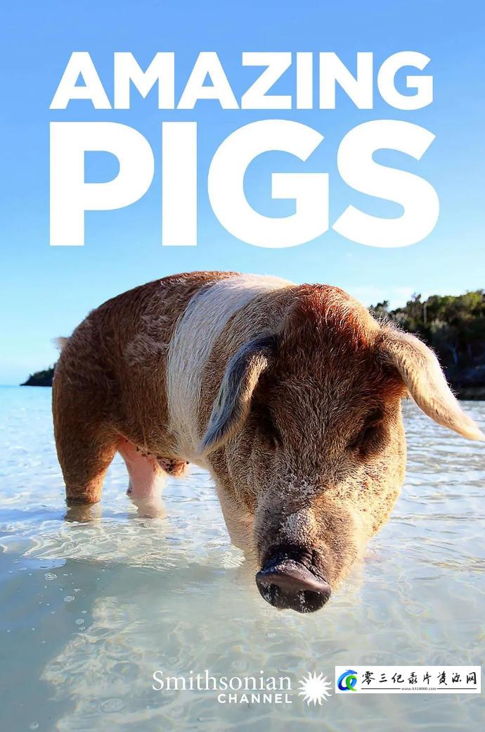 自然纪录片《聪明的猪/神奇的猪 Amazing Pigs 2018》下载-零三纪录片资源网