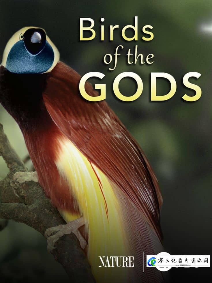 自然纪录片《诸神之鸟 Birds of the Gods》下载-零三纪录片资源网