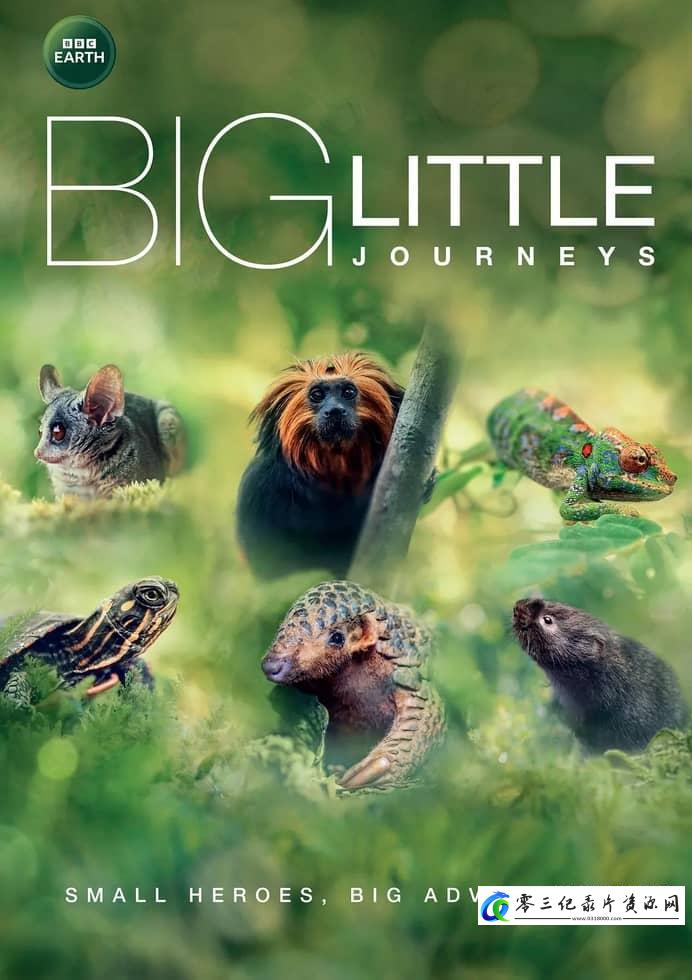 自然纪录片《小动物的生命奇迹 Big Little Journeys》下载-零三纪录片资源网