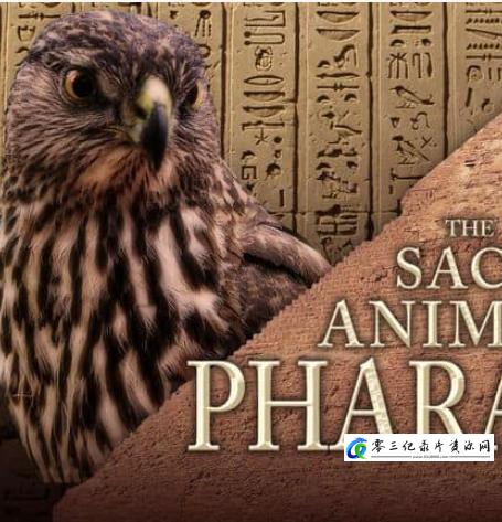 法老的圣兽 The Sacred Animals of the Pharaohs的海报