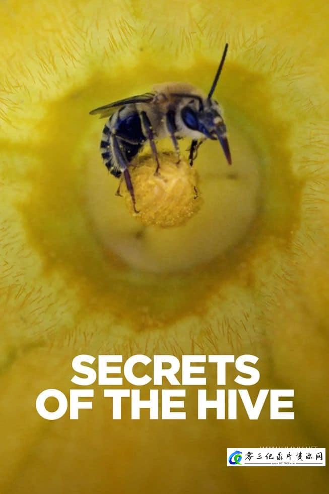自然纪录片《蜂巢的秘密 Secrets of the Hive》下载-零三纪录片资源网