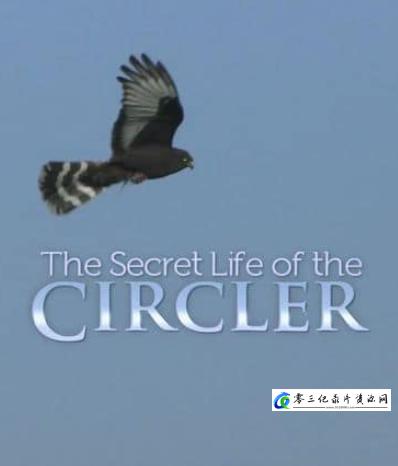 自然纪录片《黑鹞的秘密生活 Secret Life of the Circler》下载-零三纪录片资源网