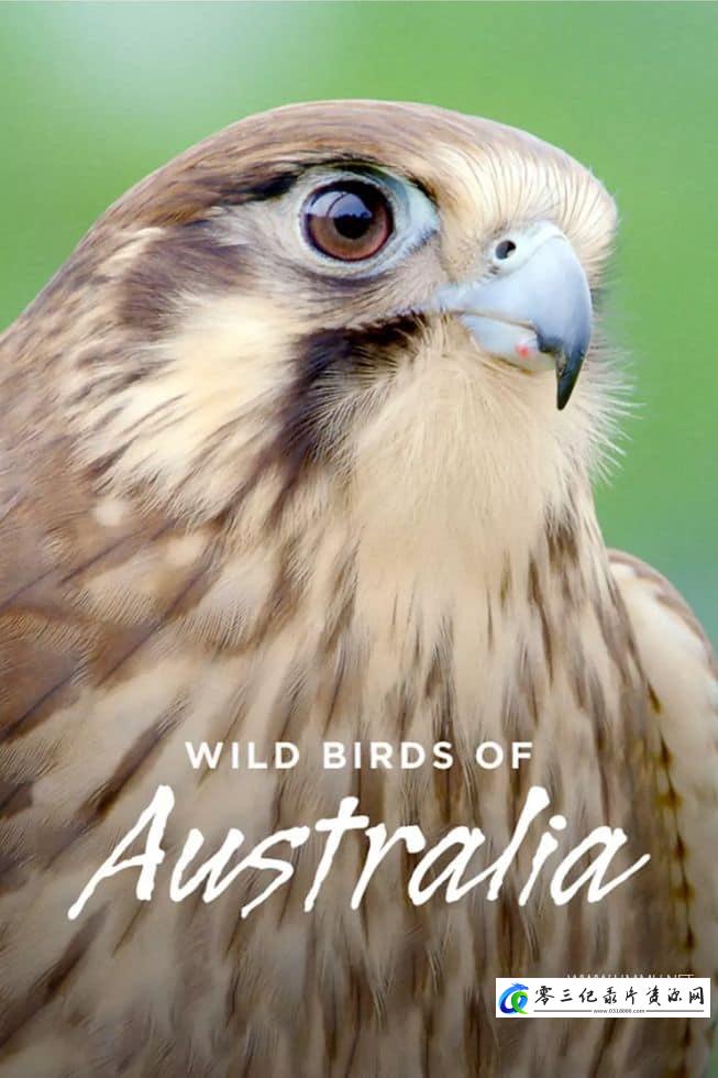 自然纪录片《澳洲野鸟 Wild Birds of Australia》下载-零三纪录片资源网
