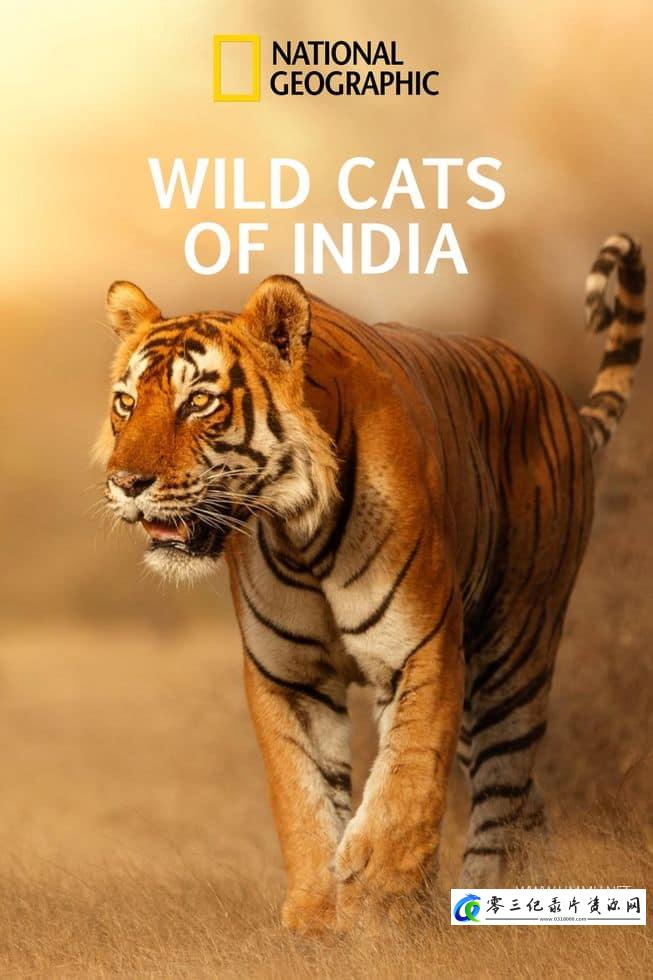 自然纪录片《印度狂野大猫 Wild Cats of India》下载-零三纪录片资源网