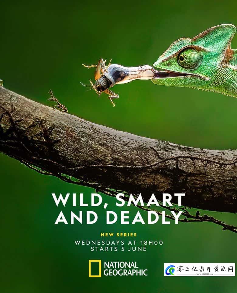 自然纪录片《荒野、智慧与致命杀机 Wild, Smart, and Deadly》下载-零三纪录片资源网