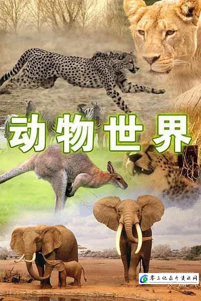 动物世界(赵忠祥版) 共107集 Animal World的海报