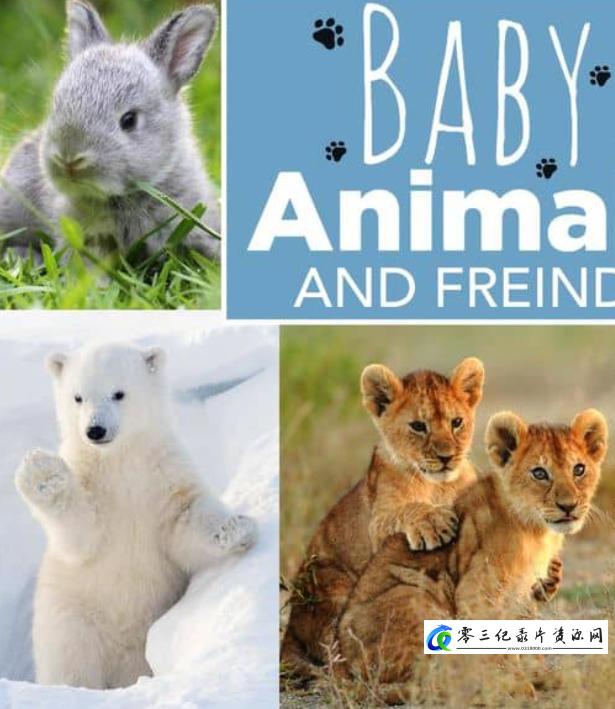 自然纪录片《动物宝宝 Baby Animals 2015-2020》下载-零三纪录片资源网